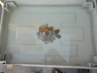 molly fish cell no 03006660596