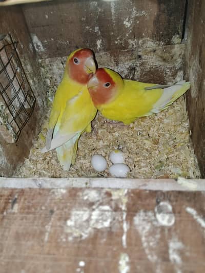 Love Birds Finches for Sale