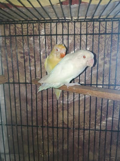 Love Birds Finches for Sale