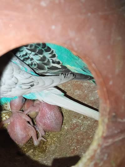 Budgie Breedar pair with 3 self babys Australian Parrot