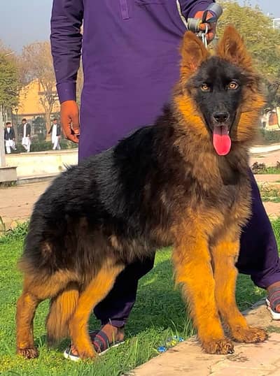 Pakistan available contact number kar sakta hai