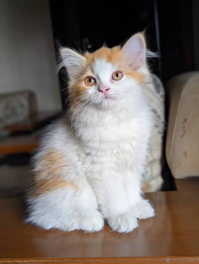 Female Kitten Available For Sale