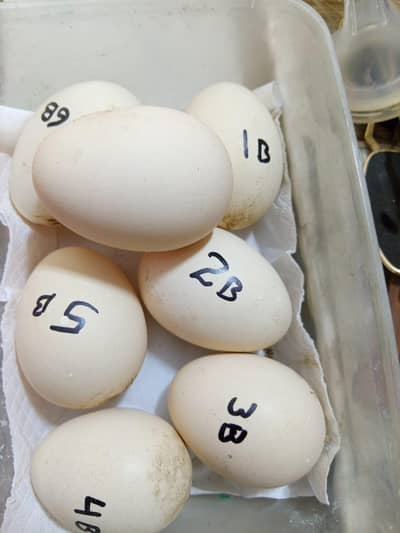 Aseel Eggs for sale