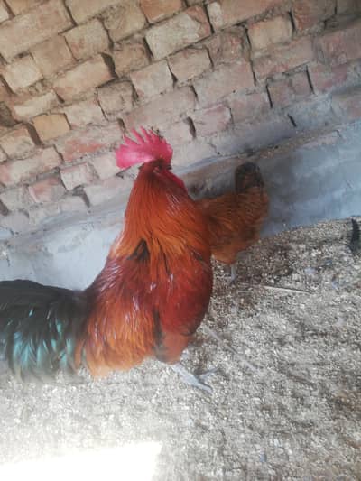 Heans for sale 1 male 2 female