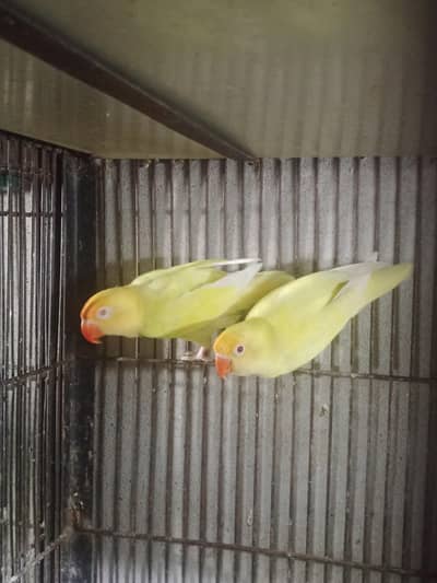 Creamino to creamino breeder pair