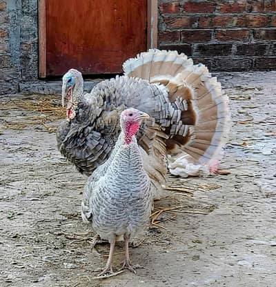 Silver turkey Pair