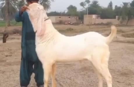 desi Bakra for sale/03274970754)