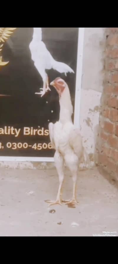 Shamo Shamoo OShamo  GermanShamo kingshamo Aseel ThaiAseel BurmiAseel