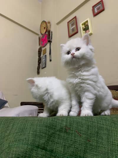CASH ON DELIVERY persian gift quality healthy kittens for sale