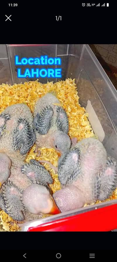 Parrots | Green Parrots | raw parrots | Chicks | Raw Green Parrots