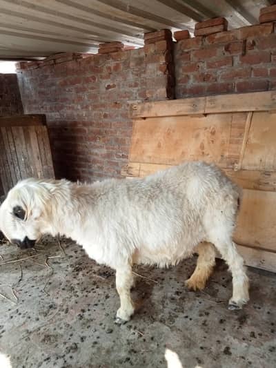 Sultan Mundra Female age 8 dant location Multan cantt. .   03-71=014-75