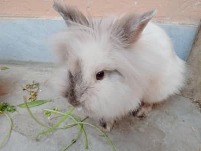 teddy bear dwarf rabbit
