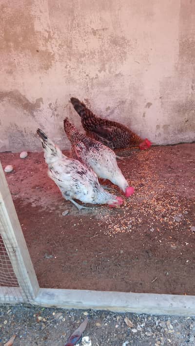 Egg lying hens| Desi murghi
