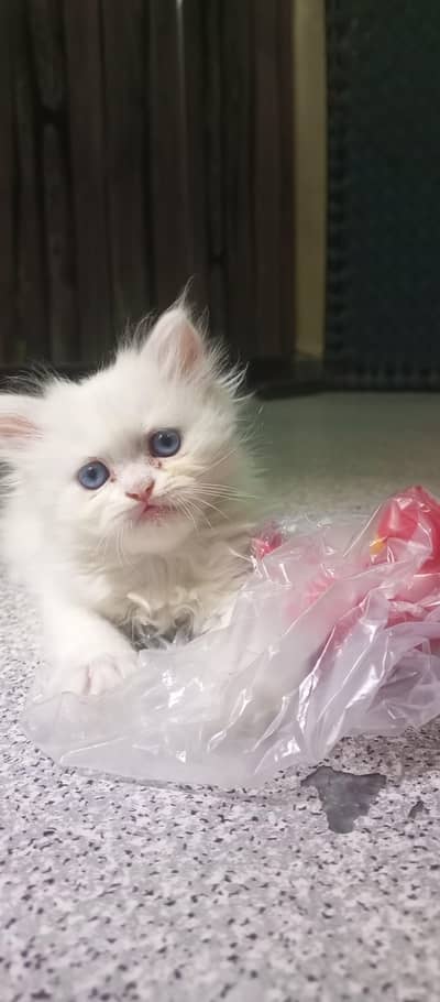 Persian Kittens triple coated active available