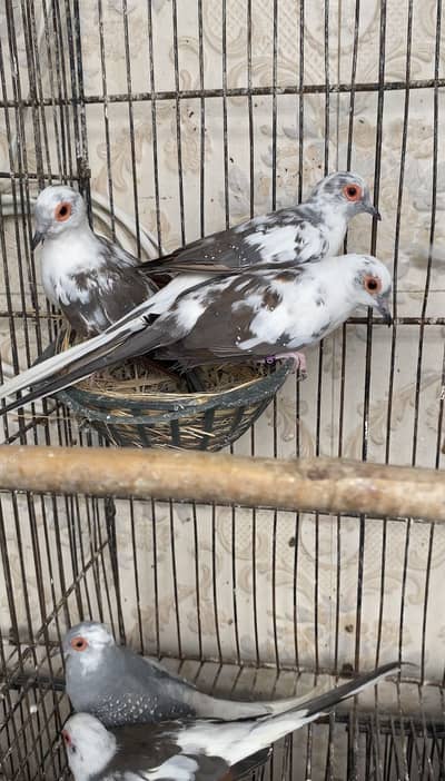 pied dove for sale
