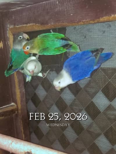 2 pair love birds confirm breeder pair
