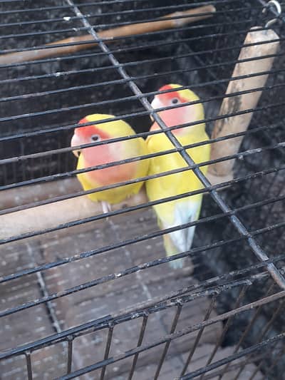 love bird