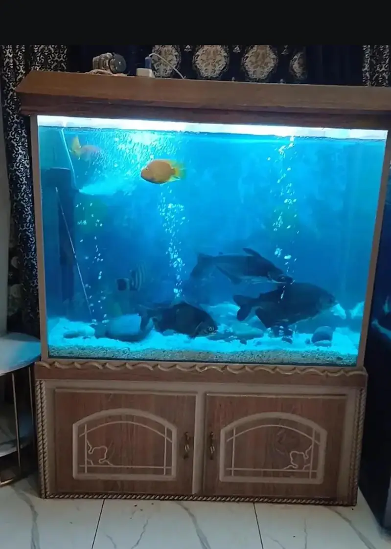 Fish Aquarium Service and maintenance — photo 2