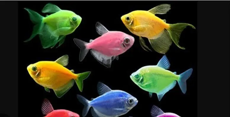 Fish Aquarium Service and maintenance — photo 3