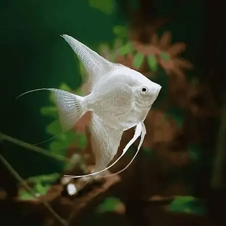 Fish Aquarium Service and maintenance — photo 4
