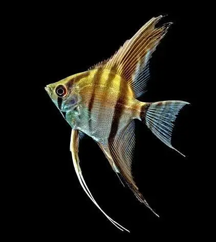 Fish Aquarium Service and maintenance — photo 5