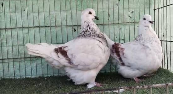 frnch modina breeder pair 03191079455 what's app