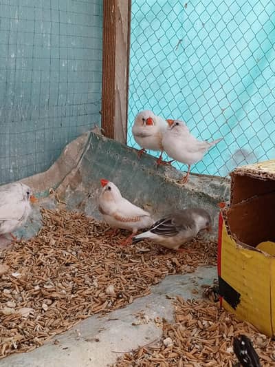 white zebra finches