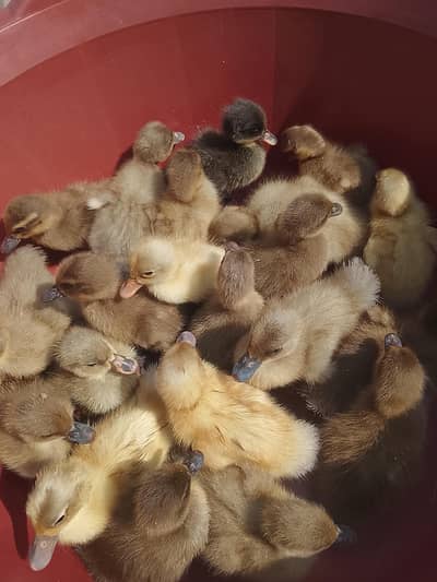 Khakhi camble duck's+ American cayoga chicks