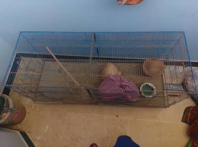 4 feet lambai hai or 2feet corai hai