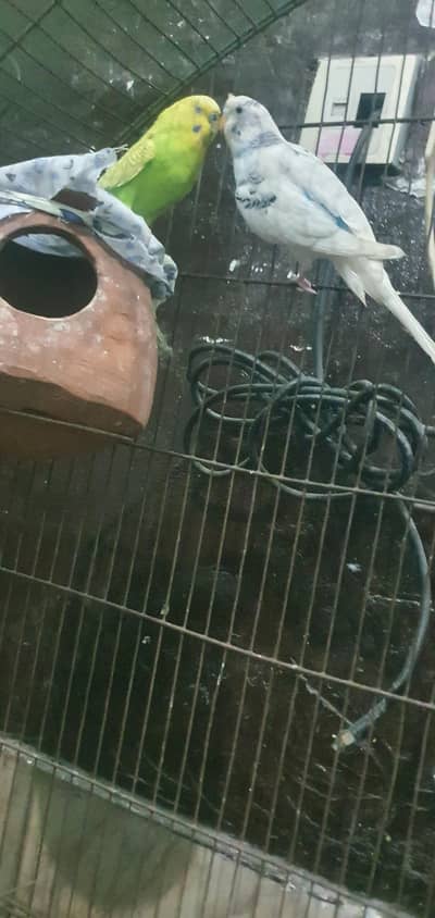 I have Australian parots