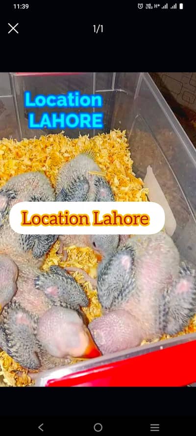 raw parrots chicks   | Green Parrots | Raw parrots | Chicks | Parrots