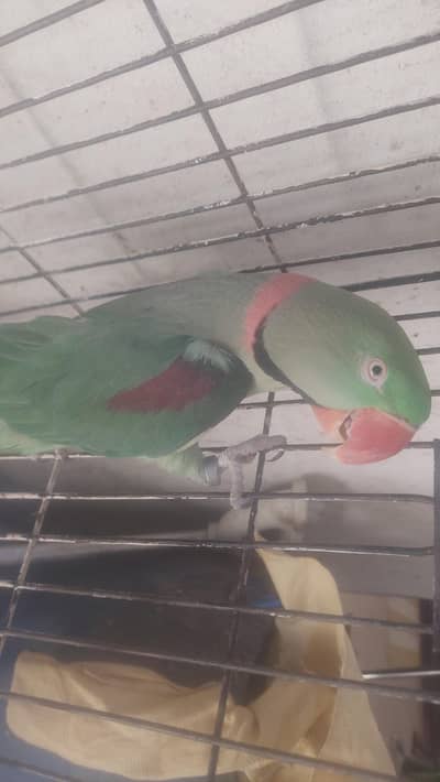 Raw Parrot Male