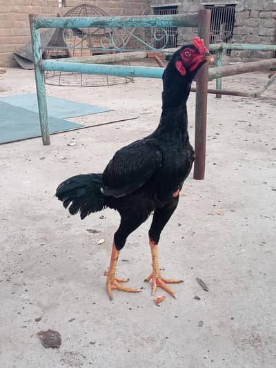 High quality mushka for sale