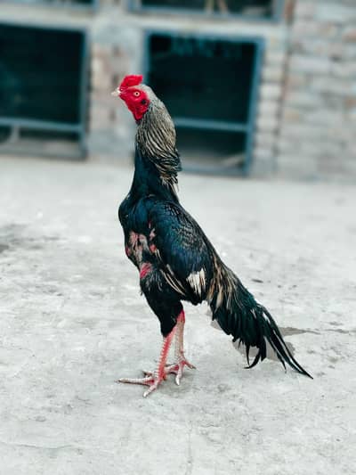 HIGH QUALITY ASEEL FOR SALE