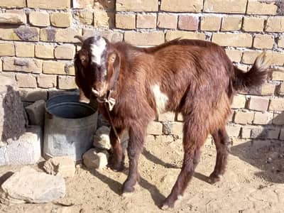 2 dant bakry Qurbani k lea