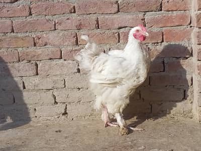 white heavy buff male