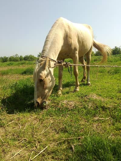 10 month pregnant (gabhan) ghori for sale
