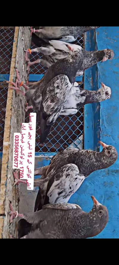 15 high flyer pure teddy bachy