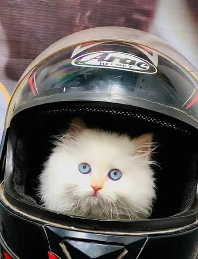 Persian female kitten for sale My WhatsApp number 03 25 022 67 56