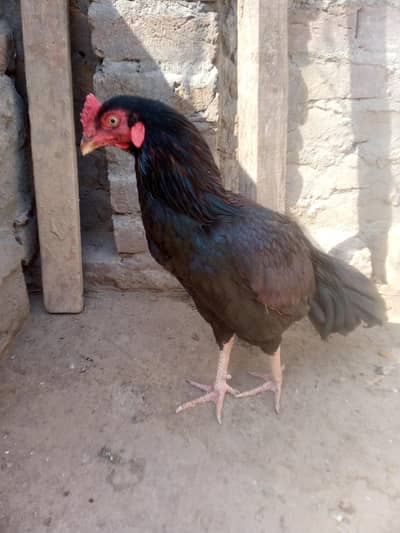 Muska Aseel Murga For Sale