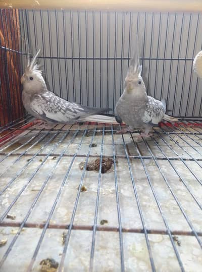 cocktail with faced parrot hai bilkul halty hain