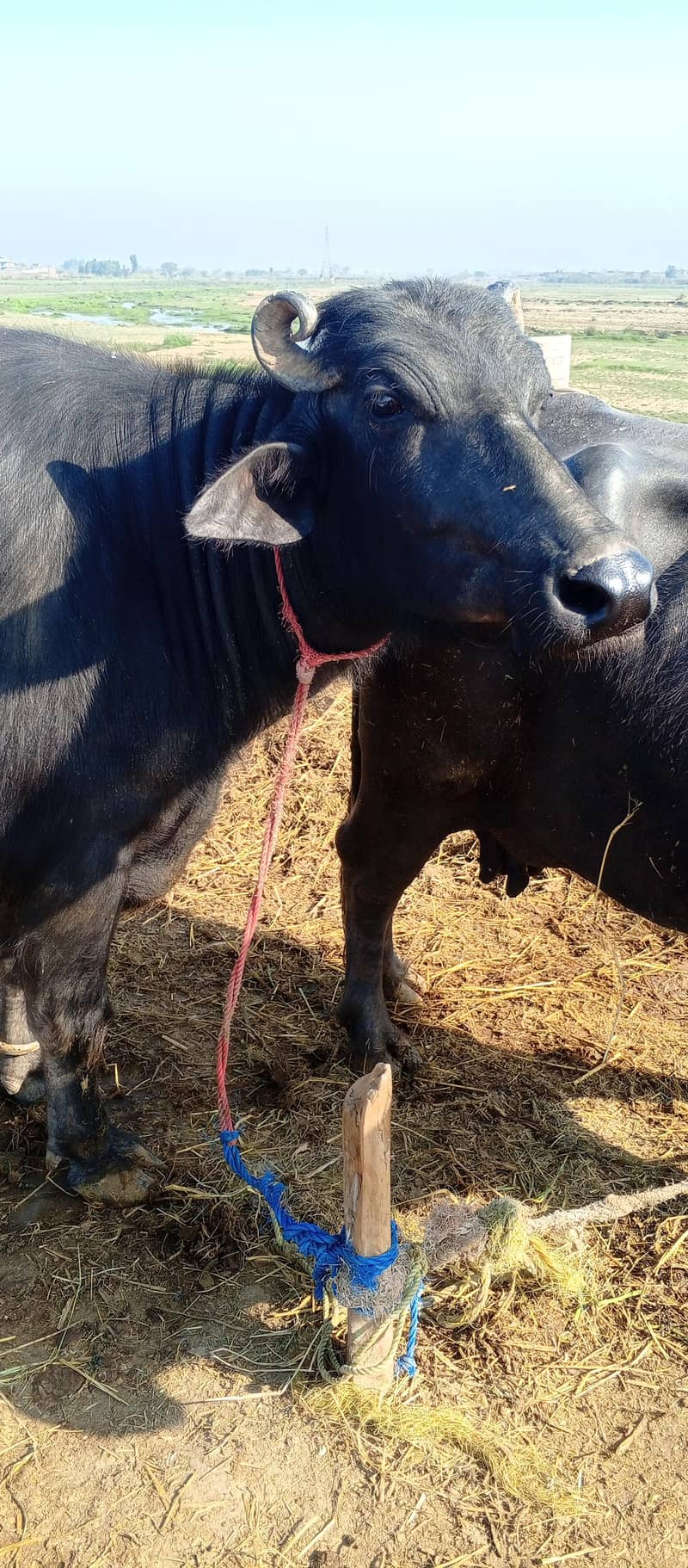 چار کلو دودھ ہے دو ٹائم کا اور تین مہینے کی گبن ہے 0