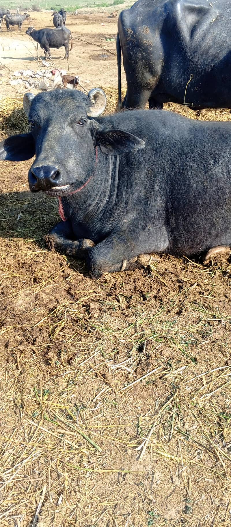 چار کلو دودھ ہے دو ٹائم کا اور تین مہینے کی گبن ہے 1