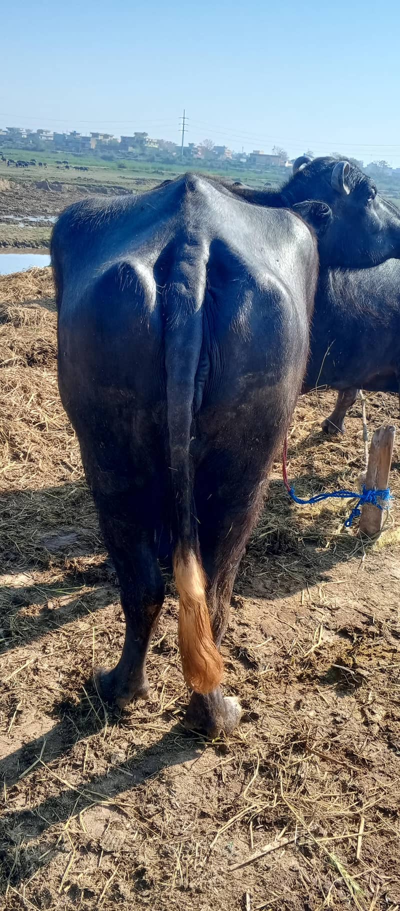 چار کلو دودھ ہے دو ٹائم کا اور تین مہینے کی گبن ہے 2