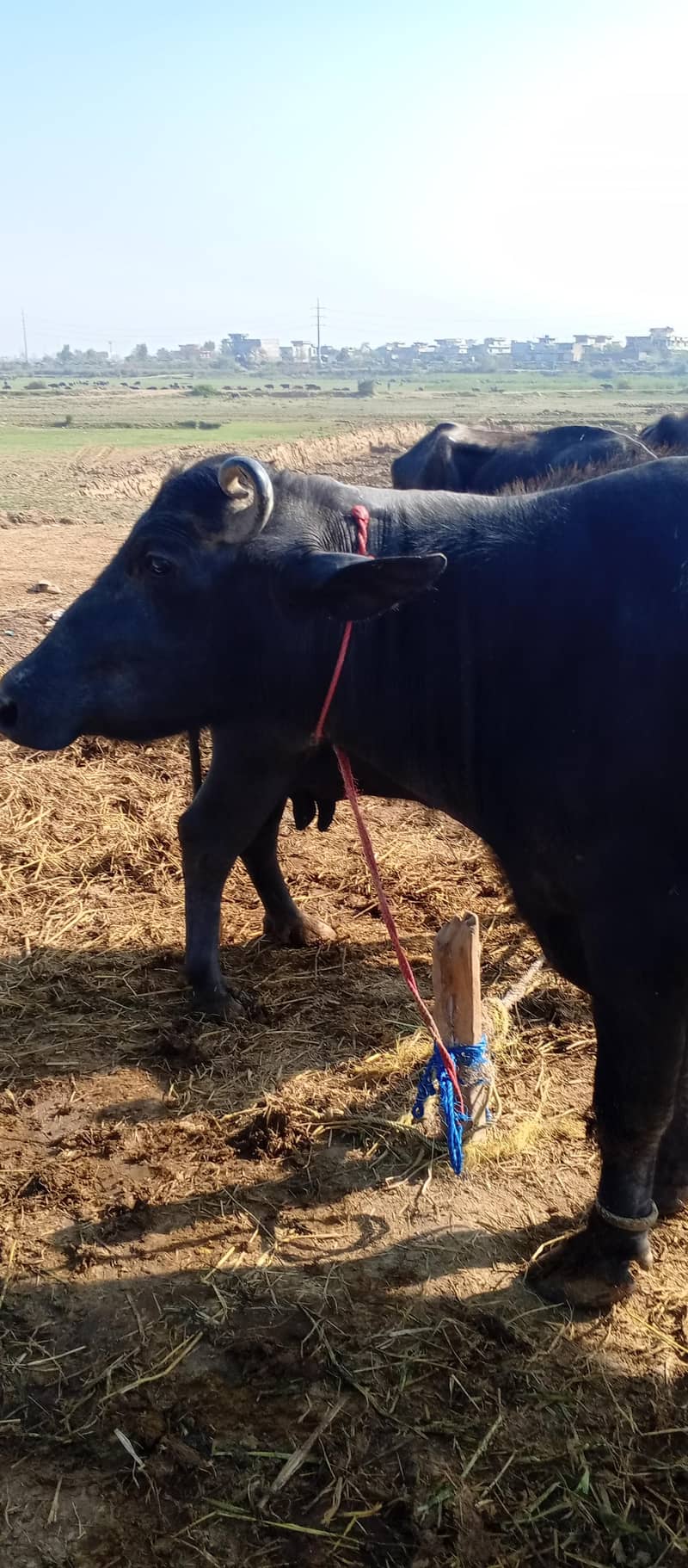 چار کلو دودھ ہے دو ٹائم کا اور تین مہینے کی گبن ہے 3