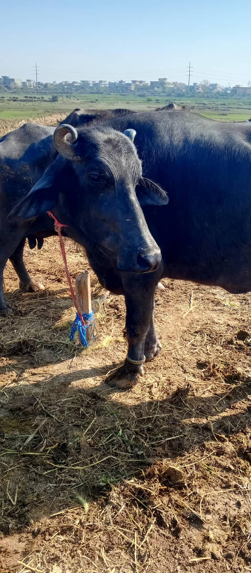 چار کلو دودھ ہے دو ٹائم کا اور تین مہینے کی گبن ہے 4