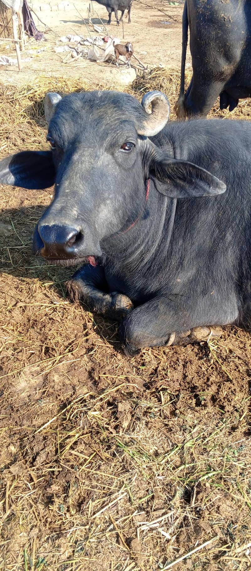 چار کلو دودھ ہے دو ٹائم کا اور تین مہینے کی گبن ہے 5