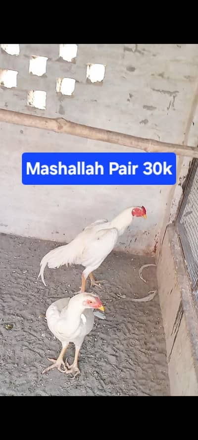 Mashallah Se G White O Shamo Pair Avaliable For Sale . 0309/6985528