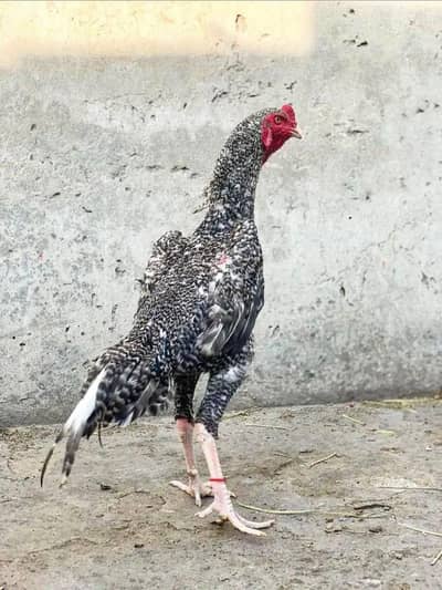 coco shamu eggs available