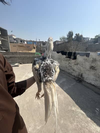 Assel chena murga for sale